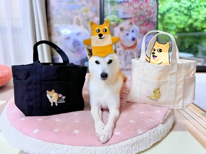 The image features a white dog wearing a hat, sitting on top of two bags - one black bag with a cartoon character design and another white bag with a picture of a dog on it. The background includes a window overlooking trees outside.