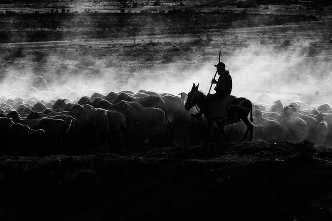 A dramatic black and white silhouette photograph of a shepherd on horseback holding a staff, herding a flock of sheep through a dusty landscape at sunset or sunrise.