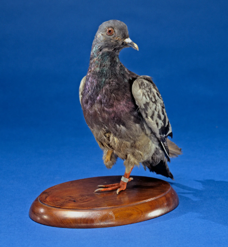 A taxidermy pigeon mount with iridescent purple and green plumage displayed on a polished wooden oval base against a blue background.