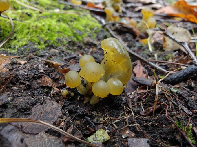 A cluster of yellowish, gelatinous fungi (likely waxcaps) growing on dark forest floor litter surrounded by moss, twigs, and fallen leaves.