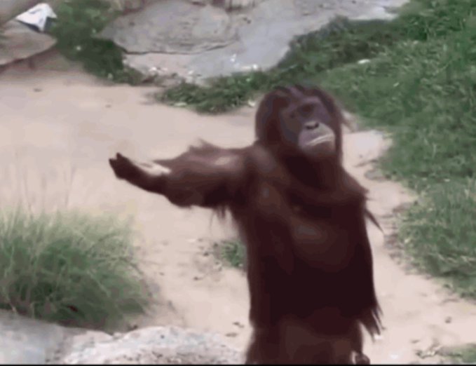 A young orangutan standing on a dirt path at what appears to be a zoo, extending one arm outward with a serious expression.