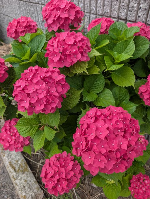 This image shows a group of pink hydrangeas with large, full blossoms arranged together in a bunch. The flowers are in various stages of bloom, indicating that they might be from different parts of the plant or just recently bloomed. They're placed next to each other on top of some grass or dirt, providing a natural and vibrant display.