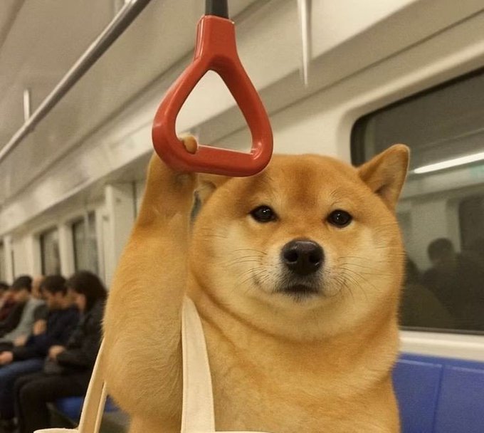 A Shiba Inu dog holds onto a red triangular handle on a subway train, with other passengers visible in the background.