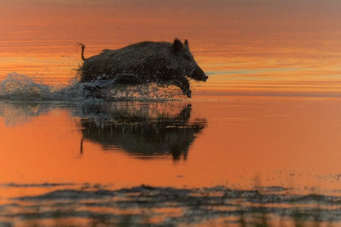 A silhouetted wild boar running through shallow water, splashing as it moves against a vivid orange sunset sky with its reflection visible on the water's surface.