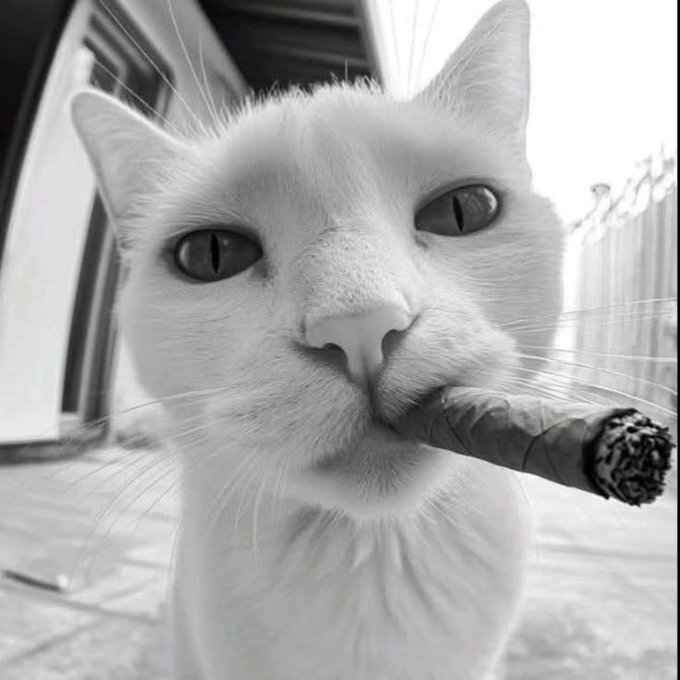 A black-and-white close-up shows a white cat calmly holding a lit cigar in its mouth.