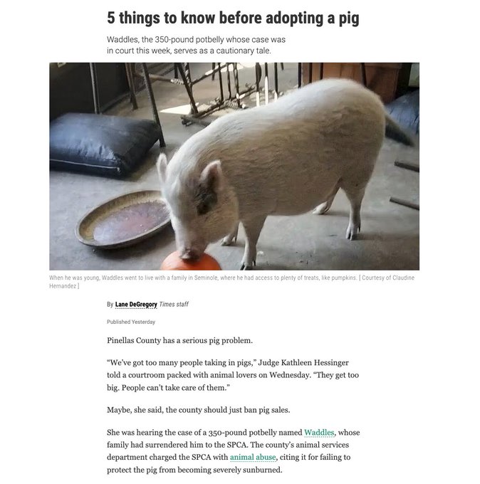 News article screenshot titled '5 things to know before adopting a pig' featuring a photo of a large 350-pound potbelly pig named Waddles eating a pumpkin, with a cautionary tale about pig adoption.