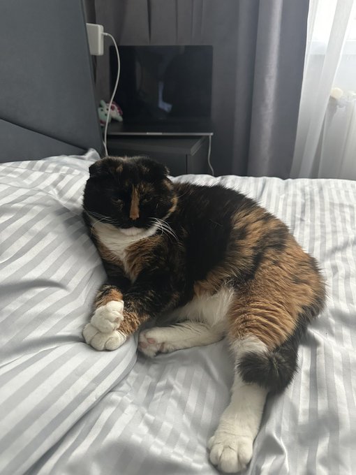 A calico cat (with black, orange, and white fur) resting comfortably on a striped white bed sheet in a bedroom, with a TV and nightstand visible in the background.