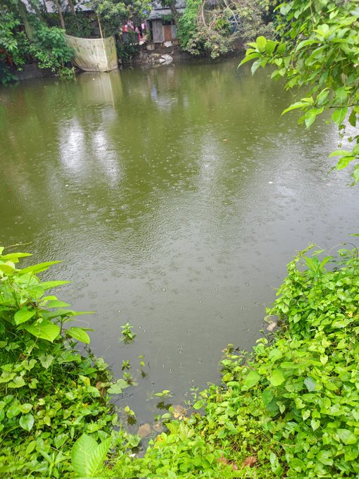 The image shows a serene scene of a river surrounded by lush green trees, with raindrops falling into the water below. A small boat can be seen floating near the shoreline. In the background, there are buildings visible, adding an urban touch to this natural setting. The photo is captioned with the text "Good morning my X family. A quiet morning, lazily soaked in rain." This description suggests that it was taken during a rainy day when people might be spending more time indoors or enjoying the calming atmosphere of the river and surrounding greenery.