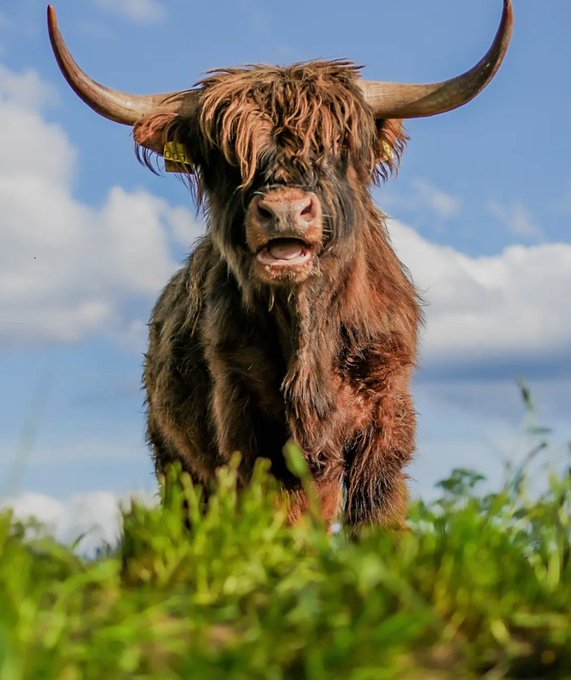 A Highland cow with shaggy brown fur and large curved horns stands in a grassy field against a blue sky with scattered clouds, mouth open as if chewing.