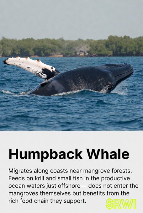 An informational graphic titled 'Humpback Whale' shows a photograph of a whale's tail and back emerging from the water, with text explaining its migration and feeding habits near mangrove forests.