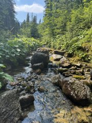 A serene forest stream flows over rocks surrounded by lush green vegetation and tall trees.