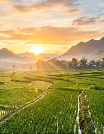 A scenic landscape photograph of lush green rice terraces in a valley, with a bright sun setting or rising behind distant mountains under a golden, cloudy sky.
