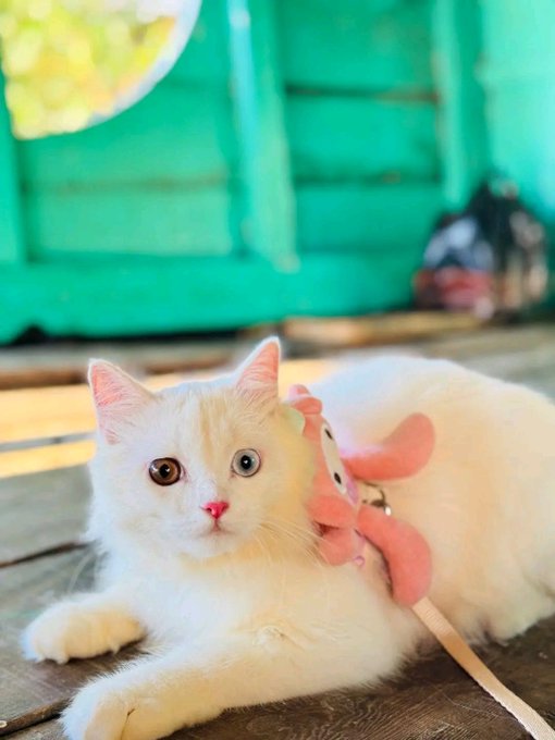 Photo of a white and orange cat with one blue and one brown eye lying on a wooden floor, wearing a harness with a pink plush toy attached, in front of a green structure.