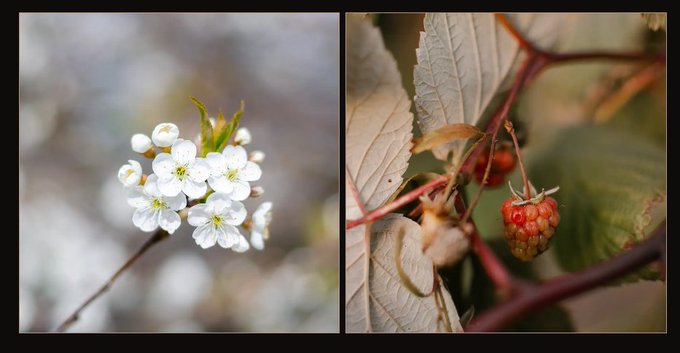 A side-by-side photograph showing white blossoms of a flowering plant on the left and a ripening red-orange raspberry on the right.