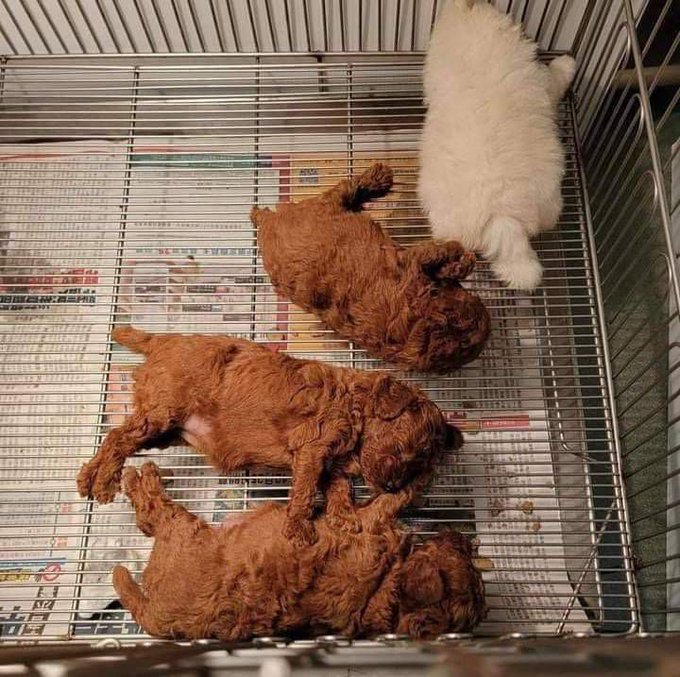 Four puppies—three curly brown ones and one fluffy white one—sleep curled together inside a wire cage lined with Japanese newspaper, their small bodies overlapping as they rest undisturbed. The accompanying post references "$ENTROPY attention engine," and the image visually echoes this theme: the puppies are in a state of resting, peaceful disorder, with the brown one's curly coat contrasting against the white one's straight fur, embodying a kind of soft, natural entropy contained within the rigid metal grid of the cage.