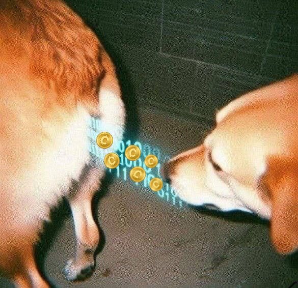 A dog and a cat sniff a stream of glowing binary code and gold cryptocurrency coins, visually echoing the post's idea that crypto spreads like a contagious "mind virus"—its presence felt through subtle exposure rather than overt persuasion, as the two animals instinctively investigate the floating digital assets.