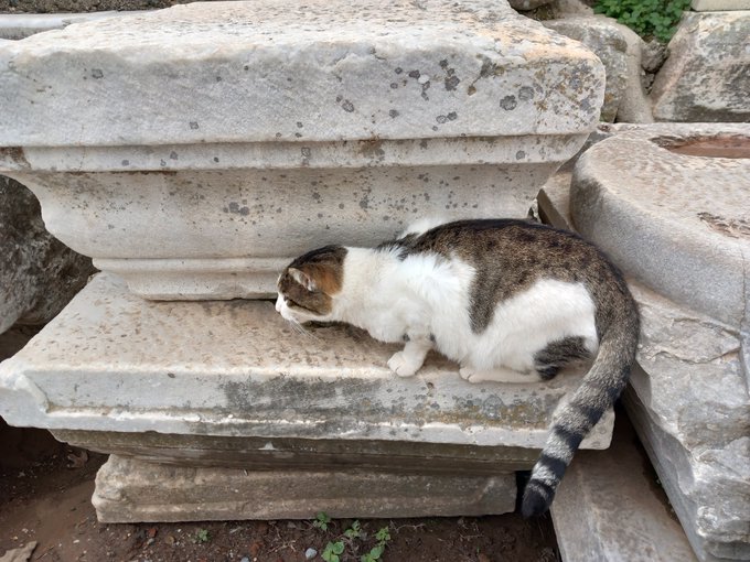 A photograph of a calico cat sleeping on a large, weathered stone block among other ancient stone ruins.