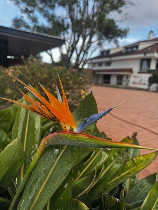 A close-up photograph of a vibrant orange and blue Bird of Paradise flower with green leaves in the foreground and a residential building with a brick courtyard in the background.
