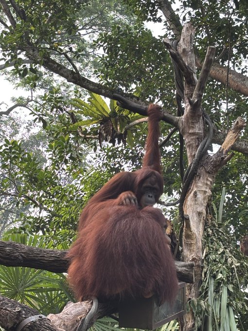 An orangutan grooms itself while lounging on a tree branch high in the canopy, fitting for the "gm" (good morning) post with its peaceful, laid-back arboreal scene.