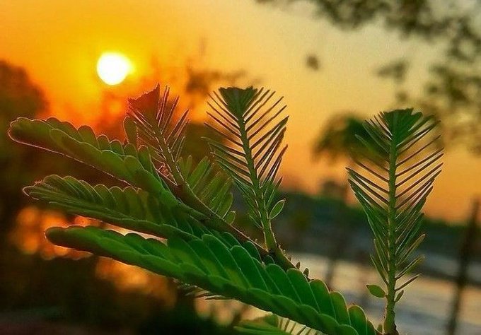 The image features a close-up view of a plant with green leaves against an orange sky backdrop. The sun is setting behind the plant, creating a warm glow that illuminates the scene. The photo appears to be taken from a low angle, emphasizing the height and grandeur of the plant's leaves as they reach towards the sky.