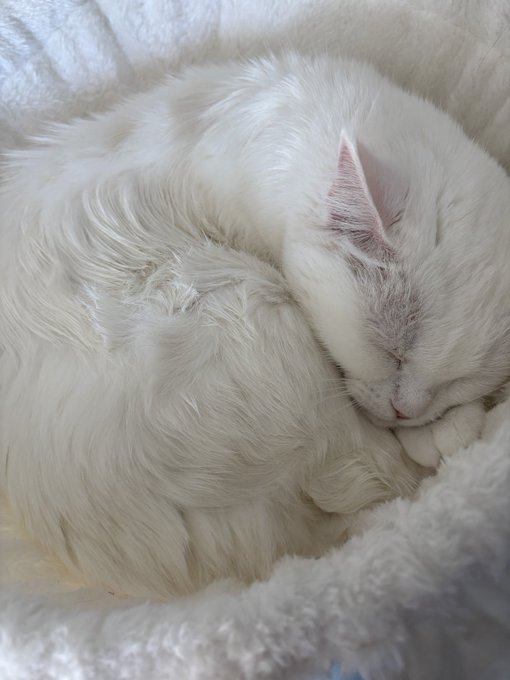 A white fluffy cat curled up sleeping peacefully on a soft white blanket, with eyes closed and pink ears visible.