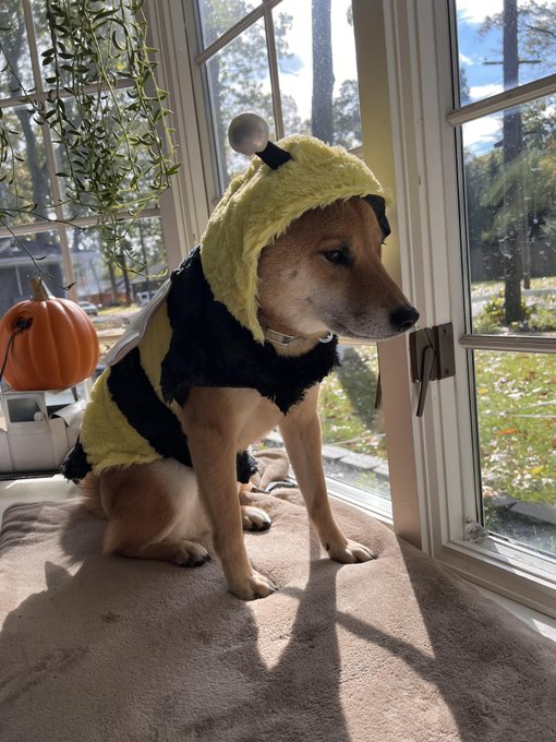A dog wearing a yellow and black fuzzy bumblebee costume with antennae, sitting on a cushioned windowsill looking out the window, with a small pumpkin decoration and houseplant nearby.