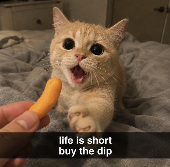 An excited orange tabby kitten with its mouth wide open reaching for a treat held by a person, captioned 'life is short buy the dip' on a meme.