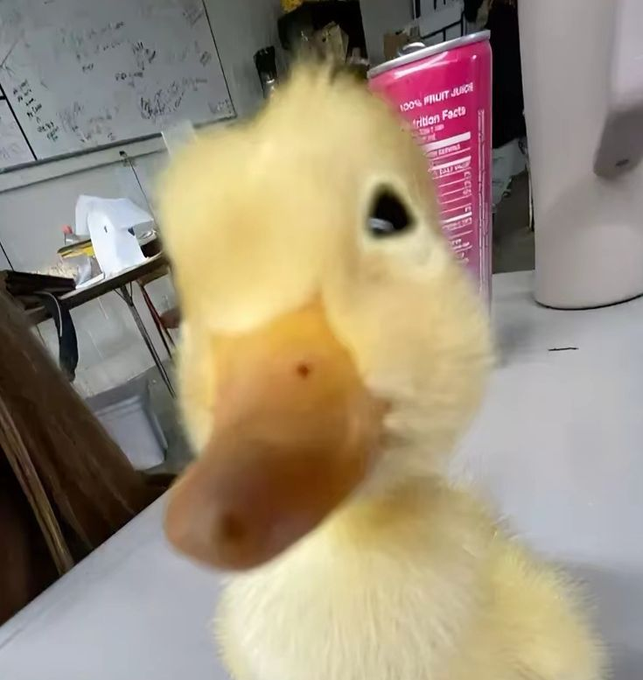 A close-up shot of a yellow duckling on a white surface with a pink can of '100% FRUIT JUICE' behind it
