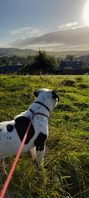 A spotted dog on a pink leash gazes out over a sunlit, rolling countryside as the morning sun rises, perfectly matching the "Rise and Shine" post about stacking SATs (the native token of the Ordinals ecosystem) to start the day.