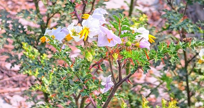 A close-up nature photograph of delicate white and pink flowers with yellow stamens blooming on a thorny bush.