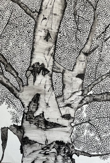 A detailed black-and-white ink drawing of a birch tree trunk with textured bark and detailed leaves filling the surrounding space.