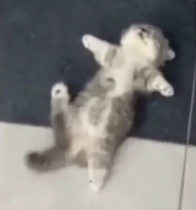 A blurry photo captures a tabby kitten standing upright on its hind legs against a dark blue wall and light floor.