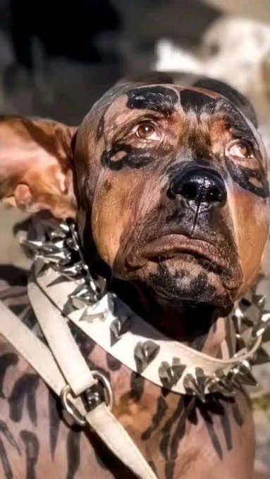 A Doberman dog with distinctive black and tan facial markings wears a spiked collar and looks upward with a serious expression.