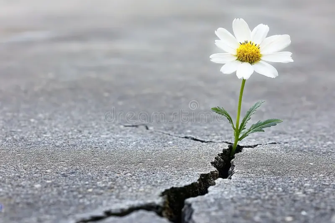 A white daisy with a yellow center grows through a crack in gray pavement.