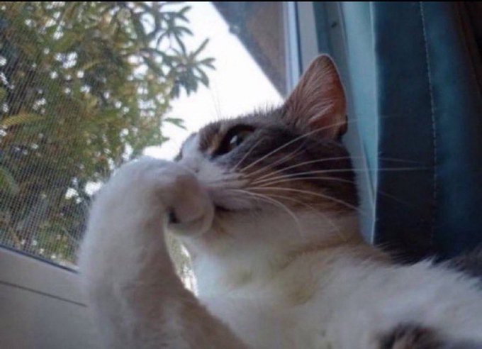 A close-up shot of a brown and white cat sitting by a window, grooming its face with its paw while looking outside.