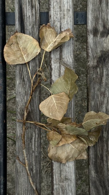 Dried brown leaves and a twig rest on a weathered wooden bench with vertical slats and black metal supports.
