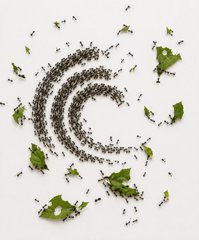 A creative image shows ants and green leaves arranged to form the letter "C" on a white background, symbolizing the decentralized Proof-of-Stake ecosystem of the BitTorrent Chain (BTTC) where token holders and validators work together like a colony. The "C" likely represents the APY (6.44%) figure mentioned in the post for staking BTT on BTTC.