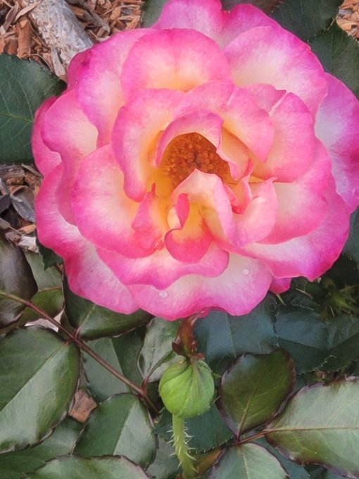 A close-up photograph of a vibrant pink and yellow rose in full bloom, accompanied by a small green unopened bud, set against dark green foliage.