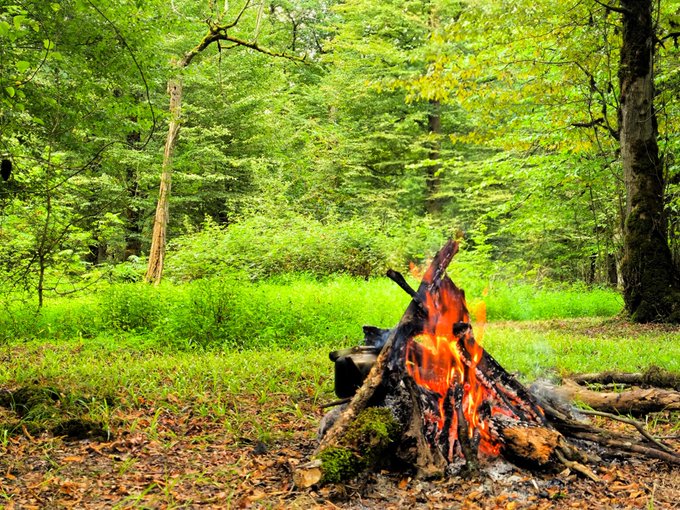 A small campfire burns brightly in a lush green forest clearing, surrounded by tall trees and mossy logs. The image evokes the "streak cooking" theme mentioned in the post, with the fire symbolizing consistent progress while the serene woodland setting complements the relaxed, community-driven morning vibe.