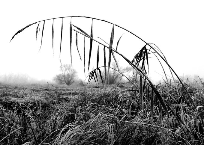 A black and white photograph of a frosty misty field with tall grass stalks bending in the foreground and bare trees barely visible through the haze.