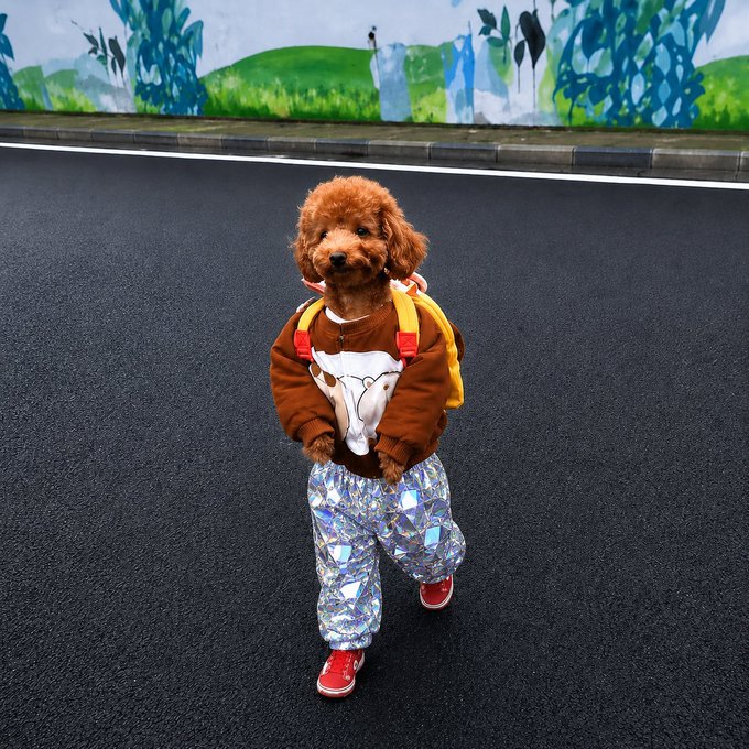 A small brown toy poodle standing on an asphalt road wearing a brown hoodie with a cow print, shiny silver holographic pants, and red shoes, with a colorful mural painted on the wall behind it.