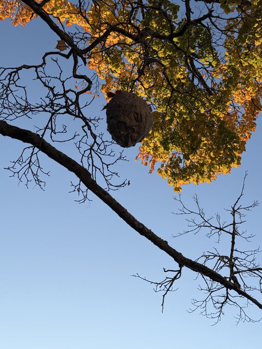 A large honeycomb nest hangs from a tree branch surrounded by golden autumn leaves against a clear blue sky. The image visually reinforces the post's caption about gaining more likes "with honey" by showcasing the literal source of honey in nature.