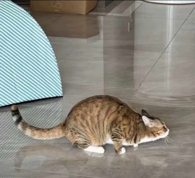 A tabby cat with white paws crouches in a stalking position on a glossy tiled floor next to a striped fabric item.