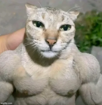 The image features a cat with large muscles, giving it the appearance of a human bodybuilder or a muscular statue. A person's hand can be seen near the bottom left corner of the photo, possibly petting the cat or interacting with it. The caption "BTC 70k BTC 70K today 5 years ago" suggests that this image might have been taken in the past and is now being shared on social media platforms to showcase the cat's impressive muscles.

The cat appears to be a domesticated feline, as evidenced by its fur color and size. It seems to be posing for the photo with an air of confidence or playfulness. The image has already gained some attention online due to its unique subject matter and the person's interaction with it.