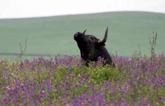 A black water buffalo or yak with prominent horns emerging from a field of purple wildflowers, set against a muted green hillside in the background.