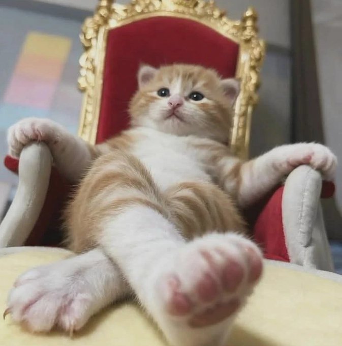 An adorable orange and white kitten sitting upright in a miniature ornate gold and red velvet throne chair, looking content with its paws spread out and belly exposed.