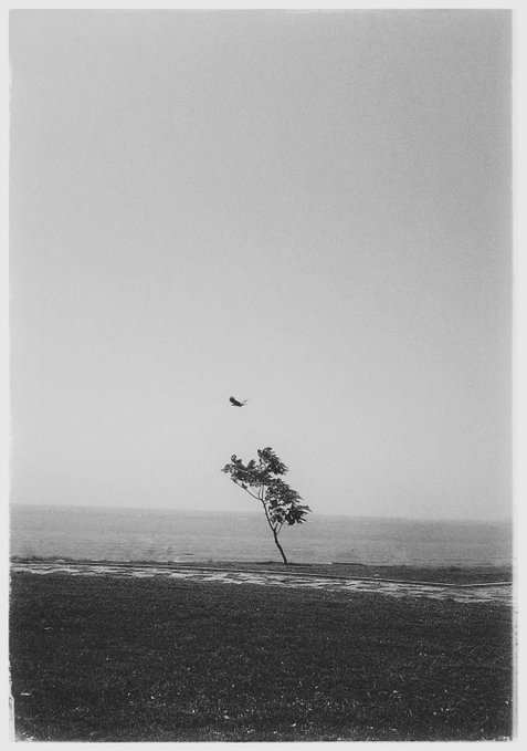 A black-and-white photograph of a lone tree on a beach with a bird flying overhead against a hazy, overcast sky.