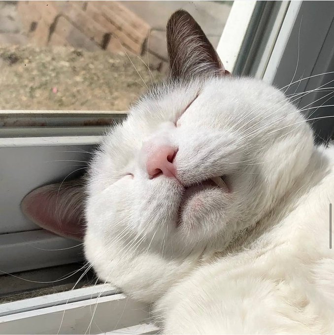 A close-up of a white cat with brown markings on its ears and nose, lying on its back with eyes closed in a blissful expression by a window.