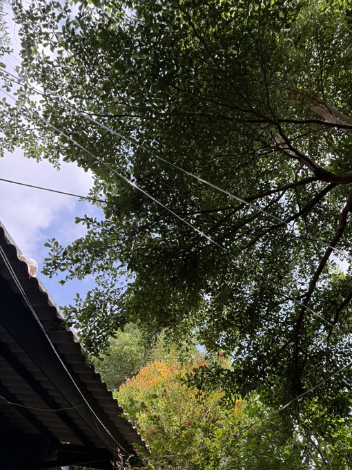 A view looking up at a leafy tree canopy and power lines beside the edge of a tiled roof.