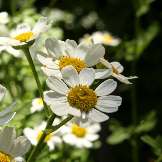 A close-up photograph of white daisy-like flowers with bright yellow centers, covered in small water droplets, surrounded by green foliage.